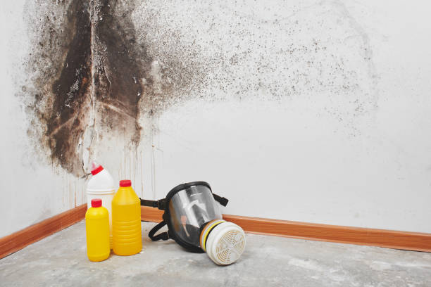 Home Mold Removal in Cheney, WA
