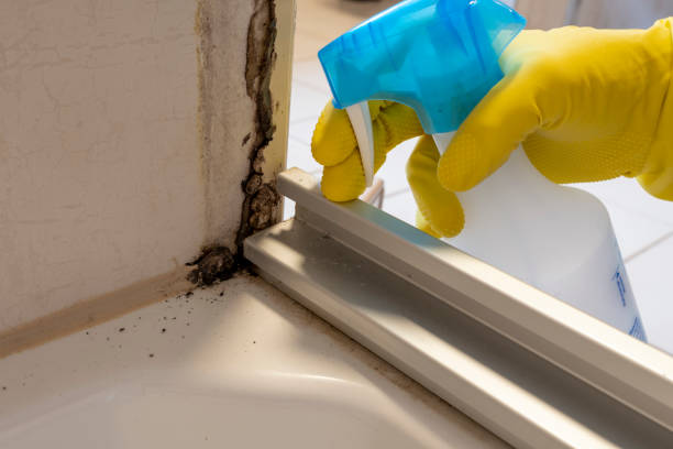 Mold Removal Process in Cheney, WA