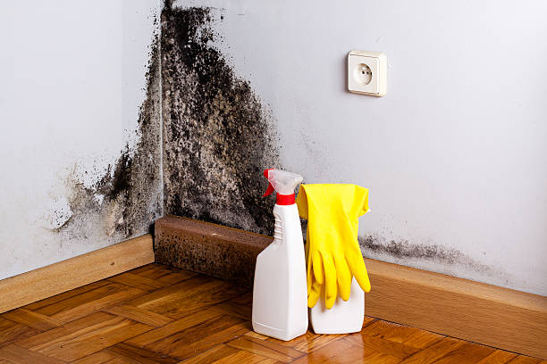 Best Residential Mold Removal  in Cheney, WA