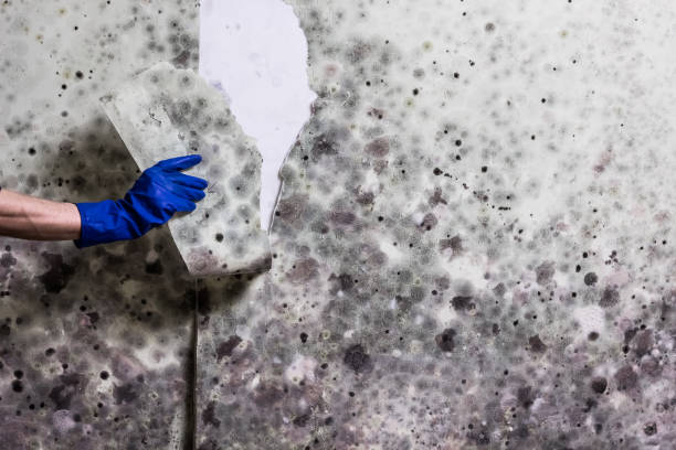 Best Attic Mold Removal  in Cheney, WA